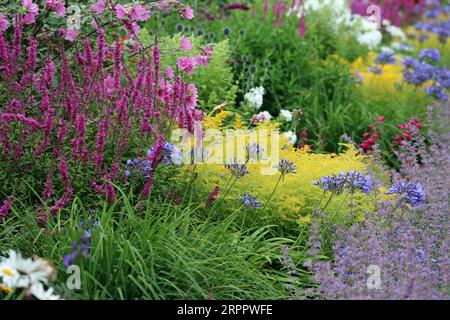 Letto di fiori erbacei perenni misti in un giardino con uno sfondo sfocato di piante. Foto Stock
