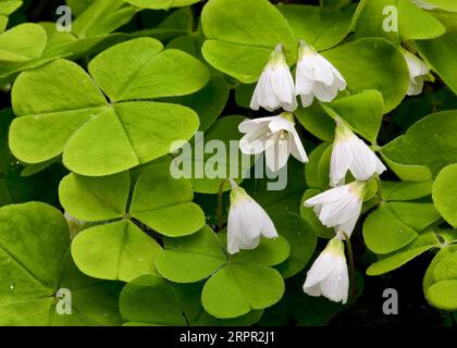 Sorrel Oxalis acetalosa di legno che cresce nei boschi del Somerset, Regno Unito Foto Stock