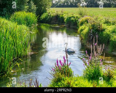Mute Swan sul giovane fiume Tamigi o Isis vicino a Cricklade nel Gloucestershire, Regno Unito Foto Stock