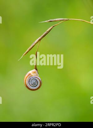 Heath Snail Helicella itala attaccata a un glume d'erba essiccato durante il clima caldo e secco presso Nottingham Scrubs nel Gloucestershire Cotswolds, Regno Unito Foto Stock
