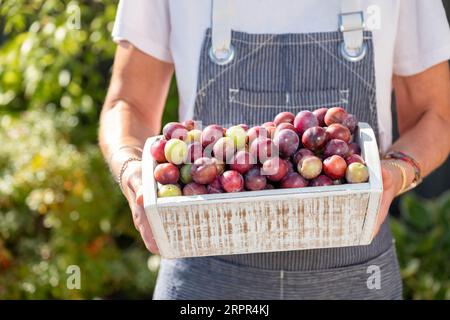 I dannati britannici maturi sono appena stati prelevati da un albero di dannazione selvaggio Prunus domestica. Le dannoni sono mostrate in una scatola di legno pronta per la produzione di marmellate Foto Stock