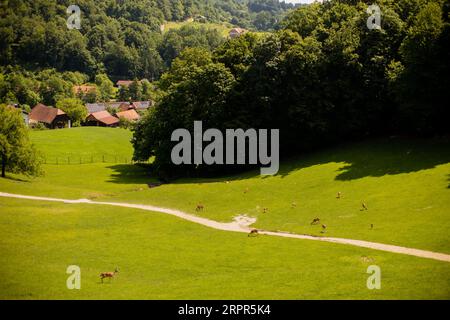 Renne ai piedi di Jelenov Greben in Slovenia Foto Stock