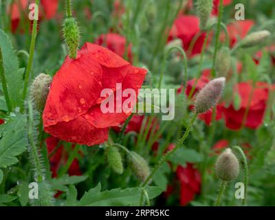 Primo piano di un fiore di papavero rosso bagnato con grandi petali ricoperti da gocce di pioggia e cime pelose verdi che crescono in città. Foto Stock