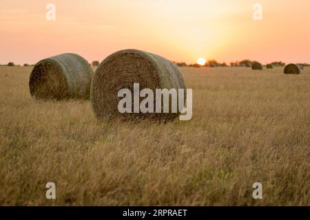 Bluebonnets Basking brillantemente in primavera Foto Stock