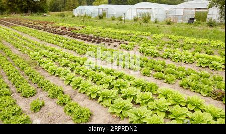 Campo di lattuga in un'azienda agricola biologica, concentrazione selettiva. Foto Stock