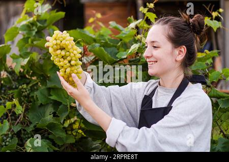 Una contadina sorridente che detiene un mazzo di uva verde appena raccolto in vigna, da vicino Foto Stock