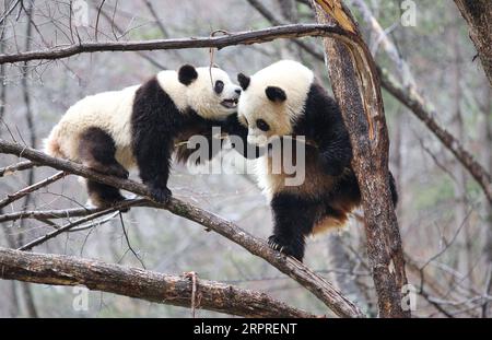 200402 -- XI AN, 2 aprile 2020 -- Panda giganti Lulu R e Xiaoxin si divertono su un albero nella base di addestramento Qinling Wild Panda Training base nella riserva naturale di Foping, provincia dello Shaanxi della Cina nord-occidentale, 2 aprile 2020. Foto di /Xinhua CHINA-SHAANXI-QINLING-PANDA CN PuxZhiyong PUBLICATIONxNOTxINxCHN Foto Stock