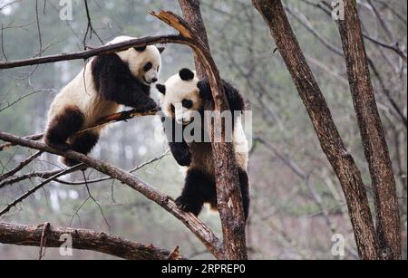 200402 -- XI AN, 2 aprile 2020 -- Panda giganti Lulu R e Xiaoxin si divertono su un albero nella base di addestramento Qinling Wild Panda Training base nella riserva naturale di Foping, provincia dello Shaanxi della Cina nord-occidentale, 2 aprile 2020. Foto di /Xinhua CHINA-SHAANXI-QINLING-PANDA CN PuxZhiyong PUBLICATIONxNOTxINxCHN Foto Stock