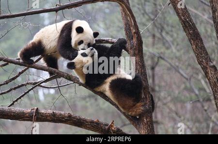 200402 -- XI AN, 2 aprile 2020 -- Panda giganti Lulu R e Xiaoxin si divertono su un albero nella base di addestramento Qinling Wild Panda Training base nella riserva naturale di Foping, provincia dello Shaanxi della Cina nord-occidentale, 2 aprile 2020. Foto di /Xinhua CHINA-SHAANXI-QINLING-PANDA CN PuxZhiyong PUBLICATIONxNOTxINxCHN Foto Stock