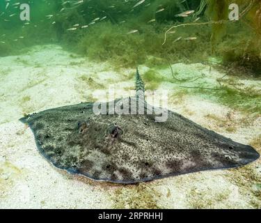 Thornback Ray in acque poco profonde sulla costa occidentale della Norvegia Foto Stock