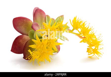 Fiori di Sedum palmeri isolati su sfondo bianco Foto Stock