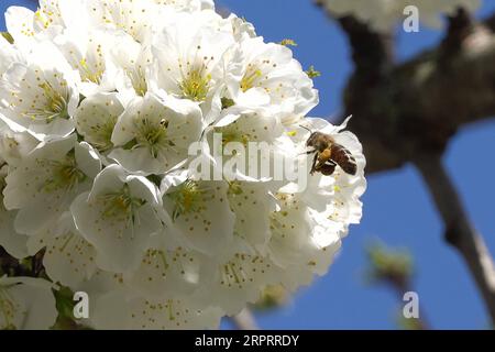 200407 -- BUDAPEST, 7 aprile 2020 -- Un'ape vola intorno a un albero in fiore a Budapest, in Ungheria, 7 aprile 2020. Foto di /Xinhua HUNGARY-BUDAPEST-SPRING AttilaxVolgyi PUBLICATIONxNOTxINxCHN Foto Stock