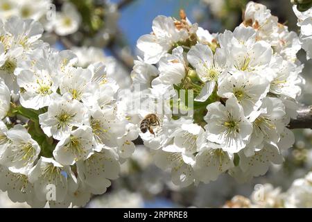 200407 -- BUDAPEST, 7 aprile 2020 -- Un'ape vola intorno a un albero in fiore a Budapest, in Ungheria, 7 aprile 2020. Foto di /Xinhua HUNGARY-BUDAPEST-SPRING AttilaxVolgyi PUBLICATIONxNOTxINxCHN Foto Stock