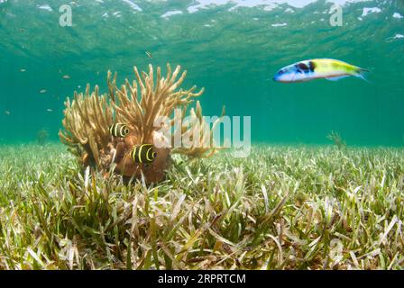 Cravatta a testa blu e canne di mare nella fascia marina Foto Stock