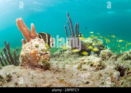 Pesce angelo francese giovane che nuota sopra il corallo. Foto Stock