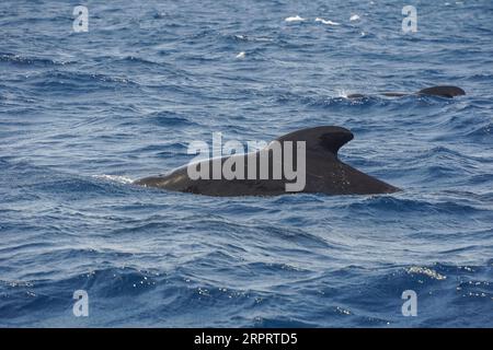 Avvistamento di balene pilota a lunghe pinne nello stretto di Gibilterra, in Spagna. Foto Stock