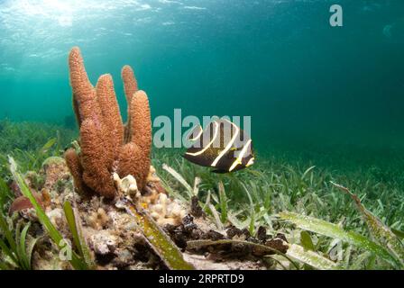 Pesce angelo francese giovane che nuota sopra il corallo. Foto Stock