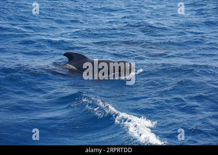 Avvistamento di balene pilota a lunghe pinne nello stretto di Gibilterra, in Spagna. Foto Stock