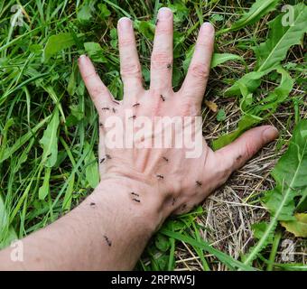 mano di persona con molte formiche nere sopra quel morso e puntura e causare formicolio e disagio all'uomo Foto Stock