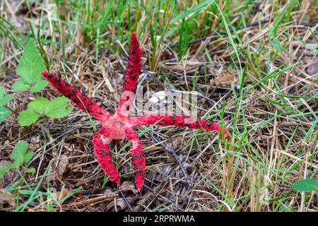 I funghi delle dita del diavolo (Clatrus archeri), uno sgabello da toadstool rosso brillante non nativo chiamato anche stinkhorn di polipo, Surrey, Inghilterra, Regno Unito Foto Stock