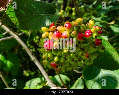 Bacche luminose di Viburnum lantana (pianta Wayfarer). Ritratto naturale ravvicinato delle piante in fiore in un bel sole estivo Foto Stock