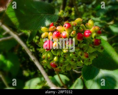 Bacche luminose di Viburnum lantana (pianta Wayfarer). Ritratto naturale ravvicinato delle piante in fiore in un bel sole estivo Foto Stock