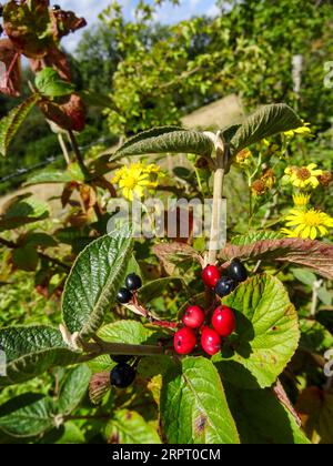 Bacche luminose di Viburnum lantana (pianta Wayfarer). Ritratto naturale ravvicinato delle piante in fiore in un bel sole estivo Foto Stock