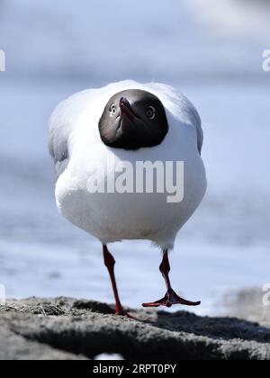 200410 -- PECHINO, 10 aprile 2020 -- Un gabbiano dalla testa marrone riposa nel lago Qinghai, nella contea di Gangcha nella provincia di Qinghai della Cina nord-occidentale, 9 aprile 2020. XINHUA FOTO DEL GIORNO ZhangxLong PUBLICATIONxNOTxINxCHN Foto Stock