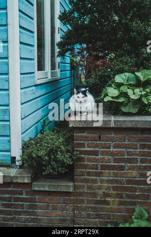 Un gatto di strada bianco e nero seduto su un basso muro di mattoni vicino al verde urbano e una casa coperta da tavole di legno dipinte di blu Foto Stock