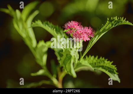 Cespugli di spirea giapponese (Spiraea japonica) con delicati fiori rosa e bianchi in pietra gargen da vicino. Giardinaggio, floricoltura, macro. Foto Stock