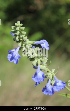 Fiori di salvia blu selvaggi a Morton Grove, Illinois Foto Stock