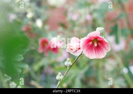 Alcea rosea. Rosa hollyhock. Foto Stock