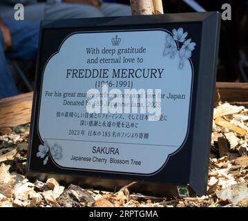 Feltham London, Regno Unito. 5 settembre 2023. In quello che sarebbe stato il 76° compleanno di Freddie, un ciliegio commemorativo sakura fu piantato su Feltham Green. L'albero e la targa furono svelati dalla sorella di Freddie, Kashmira Bulsara, e dal sindaco di Hounslow, Raghwinder Siddhu. Crediti: Julia Gavin/Alamy Live News Foto Stock