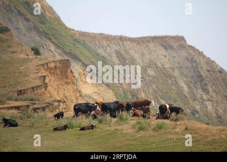 Mucche che pascolano sulla cima della scogliera a Seatown Foto Stock