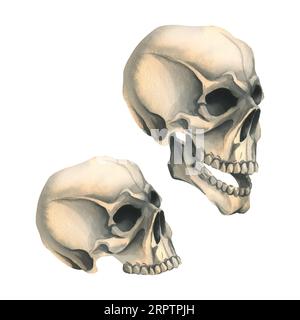 Vista laterale del cranio umano in profilo e senza ganascia inferiore. Illustrazione ad acquerello disegnata a mano per Halloween, il giorno dei morti, dia de los muertos. Set di Foto Stock