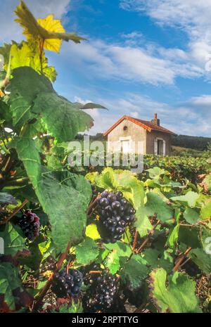 Pinot Nero francese vino viticoltura ritratto panoramico uve Pinot Nero in vigneto di Borgogna con raccoglitori di uva rustico rifugio in pietra sullo sfondo Bourgogne Côte de Beaune Francia Foto Stock