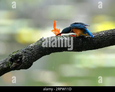 200420 -- PECHINO, 20 aprile 2020 -- Un kingfisher tiene un pesce con il suo becco al parco Xihu a Fuzhou, nella provincia del Fujian della Cina sud-orientale, 19 aprile 2020. XINHUA FOTO DEL GIORNO WeixPeiquan PUBLICATIONxNOTxINxCHN Foto Stock