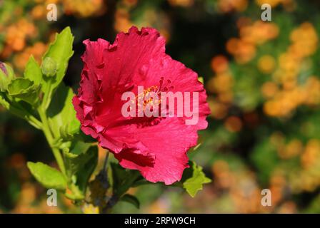 Ibisco rosso in piena fioritura. Estate. hibiscus rosa-sinensis. Oeiras, Portogallo. Concentrazione selettiva superficiale sul fiore. Sfondo effetto bokeh. Foto Stock