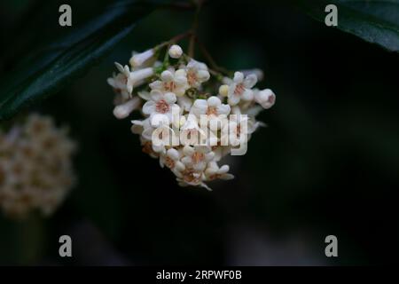 Viburnum suspensum - gruppi di piccoli fiori bianchi su un ramo, fuoco selettivo. Sfondo fiore primaverile Foto Stock