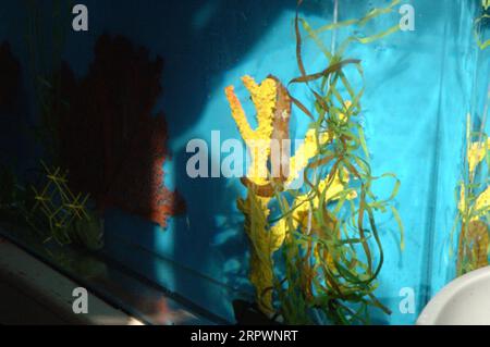 Visita del segretario Gale Norton all'Acquario Birch presso la Scripps Institution of Oceanography, la Jolla, California, per un discorso sull'esplorazione delle fonti di energia alternativa e per un tour dell'acquario e dei dintorni della Scripps Institution Foto Stock