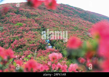 200503 -- PECHINO, 3 maggio 2020 -- la gente vede la fioritura di azalea nel punto panoramico del monte Longquan nella contea di Danzhai, nella provincia di Guizhou della Cina sud-occidentale, 2 maggio 2020. XINHUA FOTO DEL GIORNO YangxYing PUBLICATIONxNOTxINxCHN Foto Stock