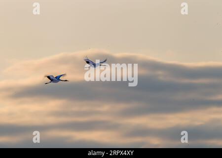 Gru a corona rossa (Grus Japonensis), due uccelli in volo in inverno. Terreni innevati e colline. Isola di Hokkaido, Giappone Foto Stock