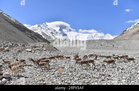 200508 -- CAMPO BASE DEL MONTE QOMOLANGMA, 8 maggio 2020 -- Un gregge di ovini blu nei pressi del campo base del monte Qomolangma nella regione autonoma del Tibet del sud-ovest della Cina, l'8 maggio 2020. IntibetCHINA-TIBET-MOUNT QOMOLANGMA-WILDLIFE CN PurbuxZhaxi PUBLICATIONxNOTxINxCHN Foto Stock