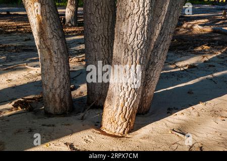 Primo piano di Cottonwood Tree Trunks & Bark; Glendo State Park; Wyoming orientale; Stati Uniti Foto Stock