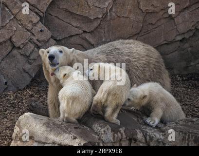 200515 -- ANTIBES, 15 maggio 2020 Xinhua -- Un orso polare femminile rimane con i suoi cuccioli triplette nati lo scorso dicembre al parco a tema Marineland di Antibes City, nel sud della Francia, il 14 maggio 2020. Foto di Serge Haouzi/Xinhua FRANCE-ANTIBES-POLAR BEAR PUBLICATIONxNOTxINxCHN Foto Stock