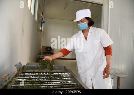 200516 -- CONTEA DI JUXIAN, 16 maggio 2020 -- Yu Shu ai elabora foglie di tè in una fabbrica di tè presso il bacino idrico di Qingfengling nella città di Anzhuang della Contea di Juxian, Rizhao, provincia di Shandong nella Cina orientale, 12 maggio 2020. Quando Yu Shu ai ha perso suo marito nel 2012, la vita è andata a braccetto -- le spese mediche avevano prosciugato tutti i risparmi della sua famiglia, lasciando Yu e suo figlio in difficoltà finanziarie. Nel 2014, quando il governo locale di Anzhuang invitò Yu a partecipare a uno dei progetti di riduzione della povertà della città, le sue condizioni di vita iniziarono a migliorare. Per aiutare le persone impoverite a scrollarsi dalla povertà, Anzhuang ha resettato Foto Stock