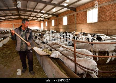 200520 -- KELAN, 20 maggio 2020 -- Villager He Maoxiao nutre pecore in una cooperativa nel nuovo villaggio di Songjiagou nella contea di Kelan, nella provincia dello Shanxi, nella Cina settentrionale, 19 maggio 2020. Kelan County si trova nella zona centrale del Loess Plateau e delle profonde montagne Lyuliang, con quasi la metà dei suoi villaggi che si trovano ad affrontare una scarsa produzione e condizioni di vita. Nel 2017 il governo locale ha implementato un piano di trasferimento per le famiglie povere in villaggi remoti come un passo chiave per alleviare la povertà e il nuovo villaggio di Songjiagou è diventato un sito di trasferimento centralizzato che assorbe 145 famiglie povere dai 14 vi circostanti Foto Stock