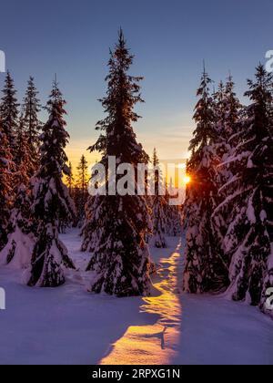 Una tipica vista al tramonto dell'inverno in Norvegia con la neve degli abeti rossi e il sole che crea un percorso illuminato. Foto Stock