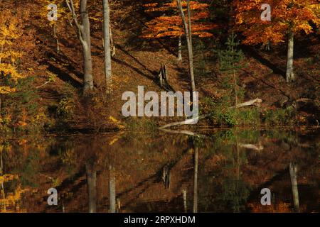 Immagine di foglie colorate che cadono dai rami degli alberi in autunno. Assia, Fulda, Marbach, Germania Foto Stock