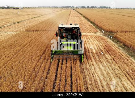 200530 -- ZHOUKOU, 30 maggio 2020 -- Qin Yinhong raccoglie grano in un campo di grano nel villaggio di Nanling, Zhoukou città della Cina centrale nella provincia di Henan, 29 maggio 2020. Qin Yinhong, 51 anni, un collezionista di grano della contea di Wuji, nella provincia di Hebei della Cina settentrionale, ha lavorato per oltre 20 anni. Ogni anno, guida la sua macchina per la raccolta del grano nelle province di Henan, Cina centrale e Hebei, Cina settentrionale. Quest'anno, il raccolto inizia il 20 maggio. Durante i suoi giorni lavorativi, Qin si alza alle cinque del mattino e lavora fino alle otto o alle nove della sera, raccogliendo circa 80 Mu circa 5,33 ettari di terreno Foto Stock